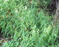 chasmanthium latifolium 6-10a.jpg